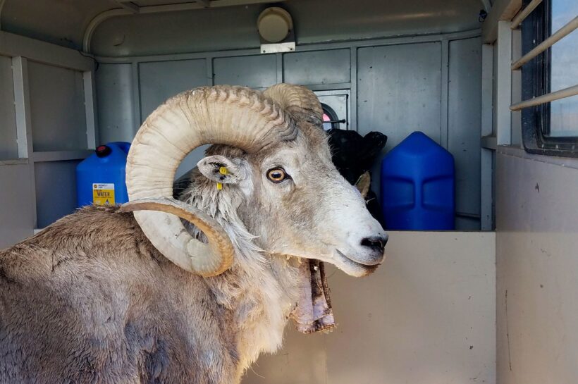 Montana man pleads guilty to wildlife trafficking charges in scheme to clone and sell sheep - Crime and Courts - News