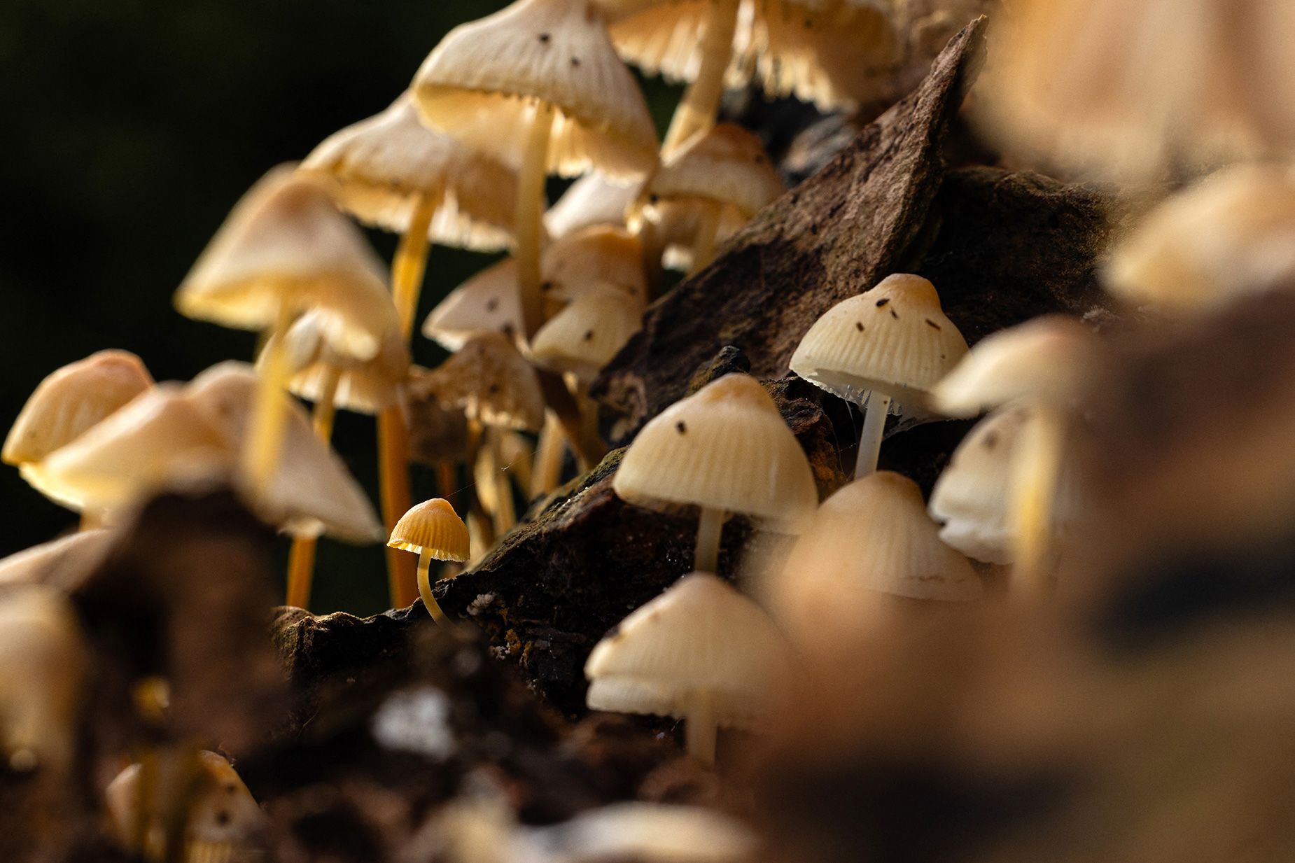 Mystery of common mushroom growing from an amphibian shows how little we know about fungi - Education - News